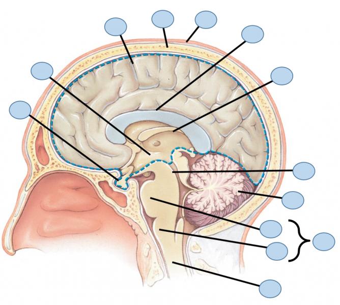 brain anatomy diagram quiz