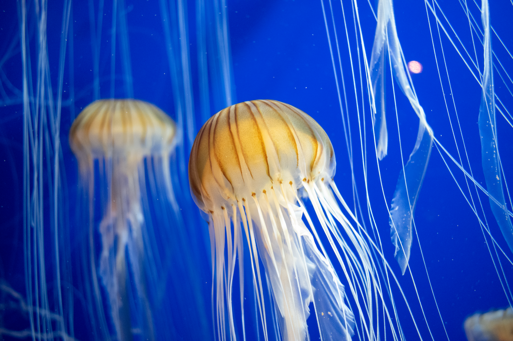 Is it vertebrate or invertebrate ?