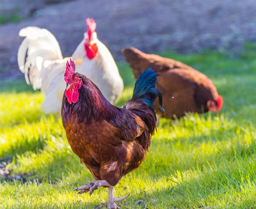 ไก่