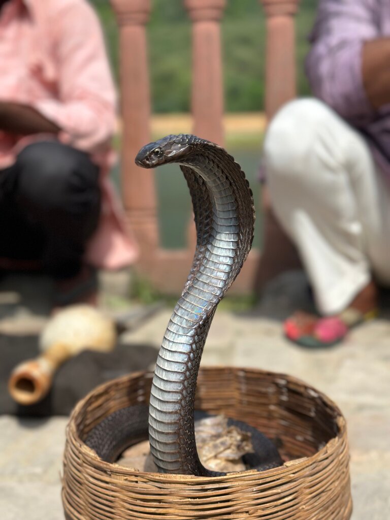 งู