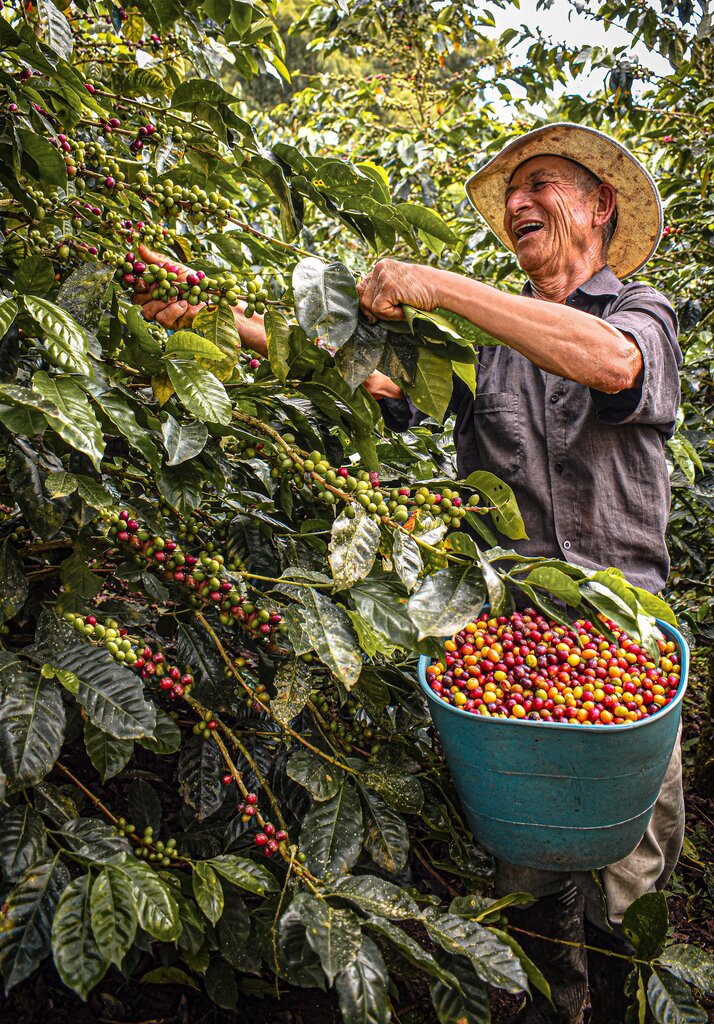 En 1986, la bonanza cafetera ayudó a impulsar la recuperación económica de Colombia.