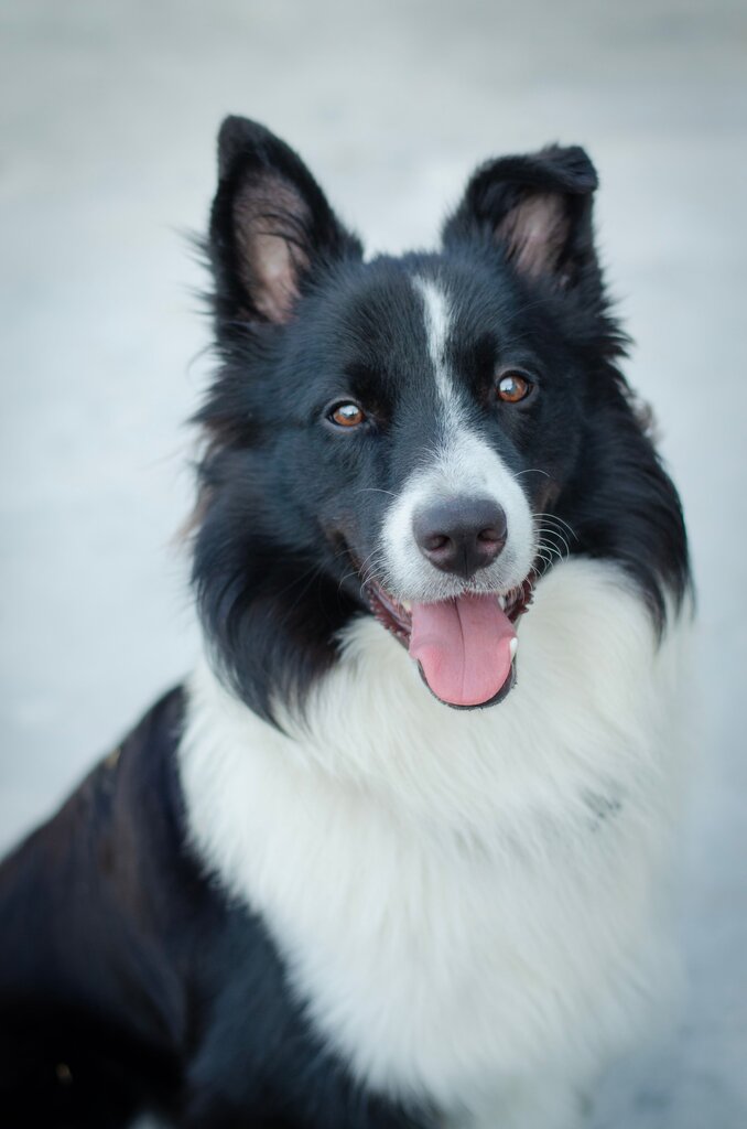 Perro 