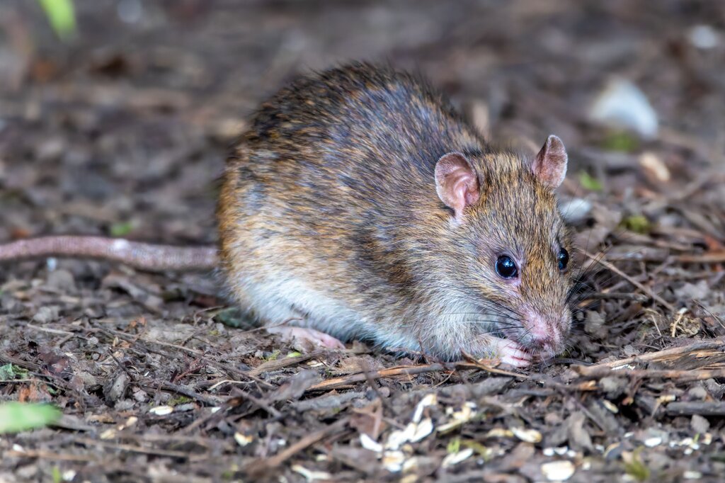 Ratón