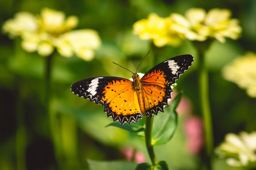 Mariposa 
