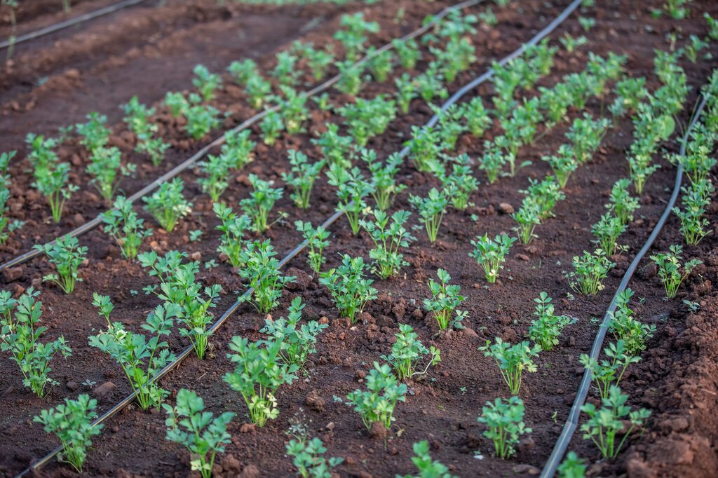 En la huerta escolar se sembraron 26 filas con 18 plantas en cada fila. ¿Cuántas plantas se sembraron en total?