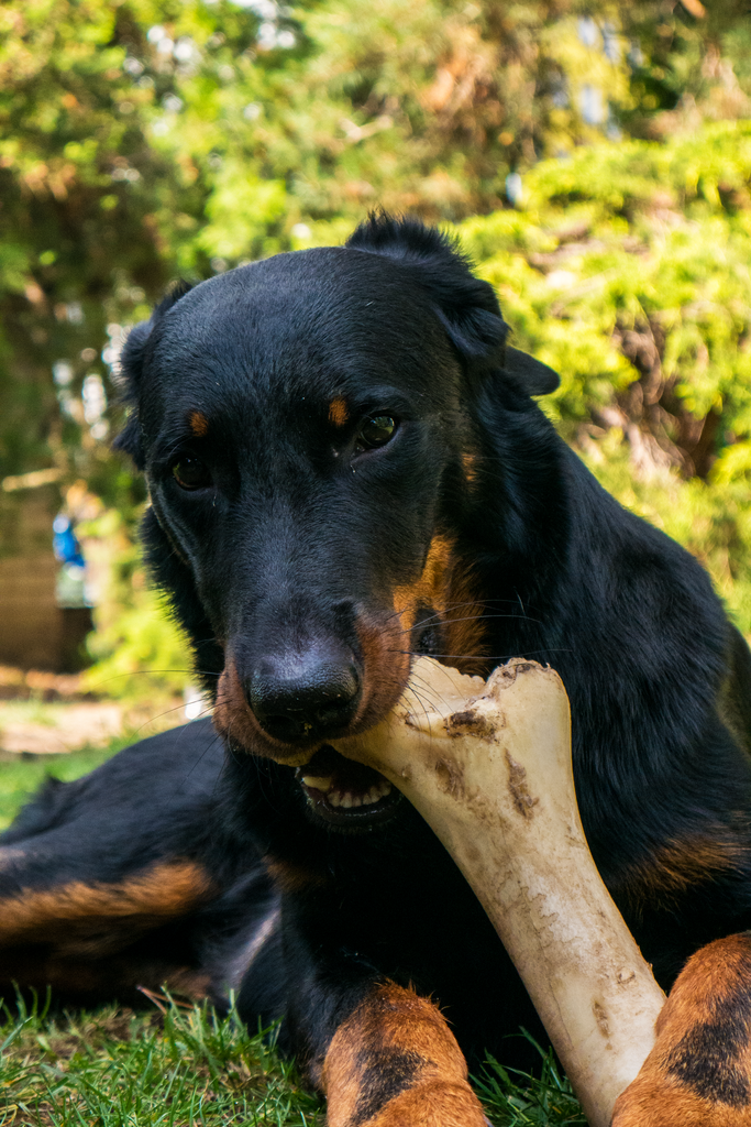 Anjing buat apa dengan tulang itu?