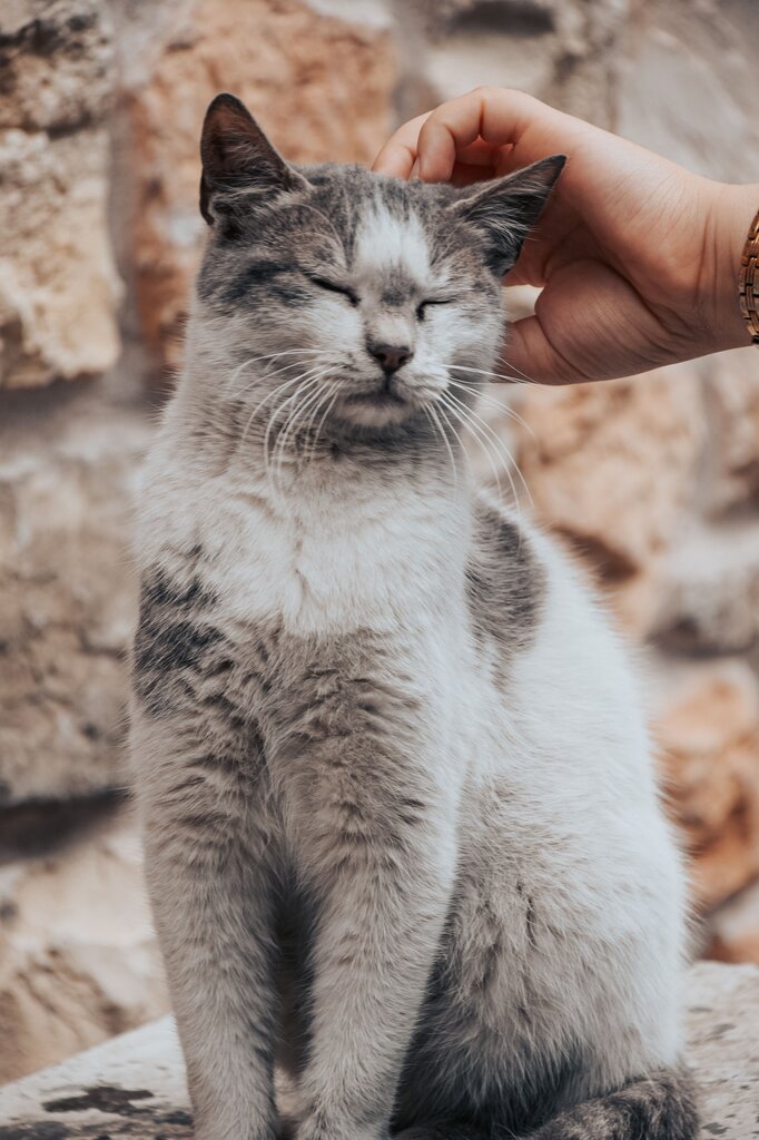 The cat scratched her hand.