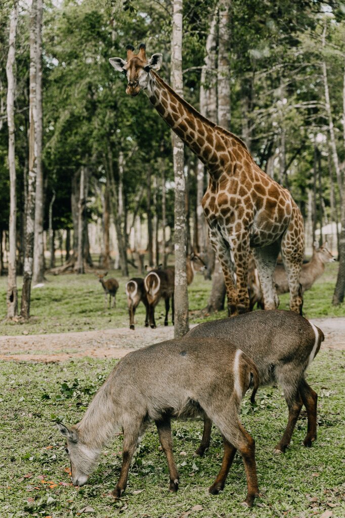 Which animal is bigger, the giraffe or the goat?