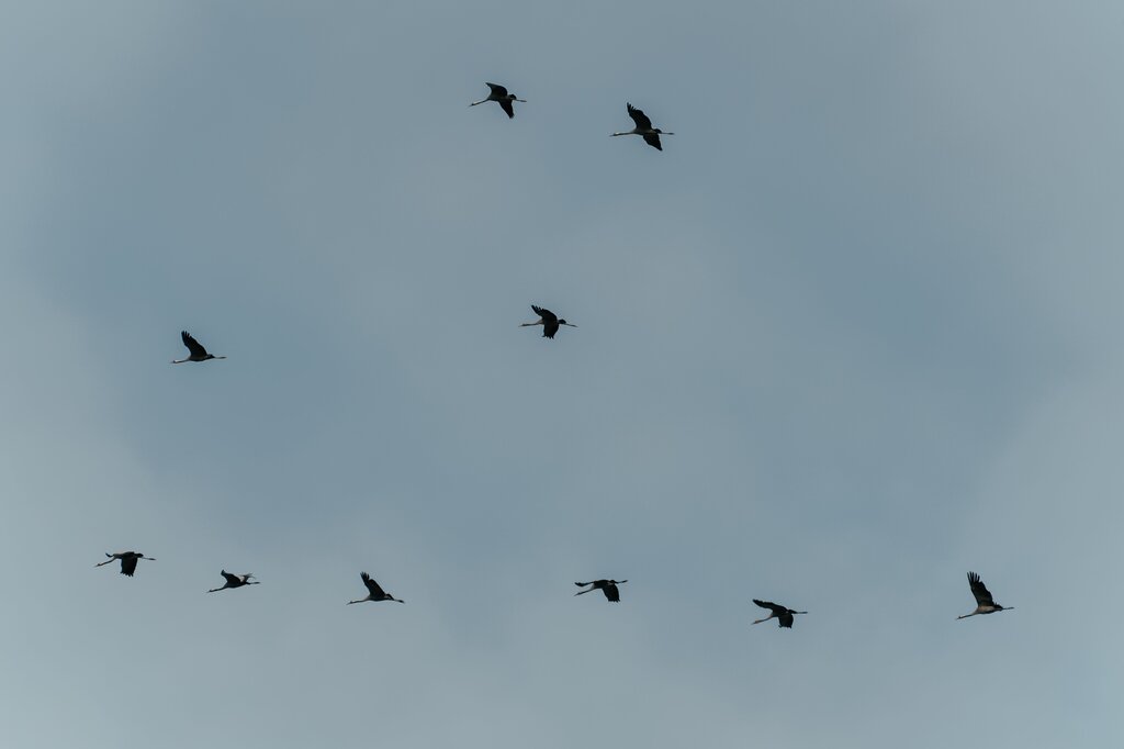 There are ____ birds.