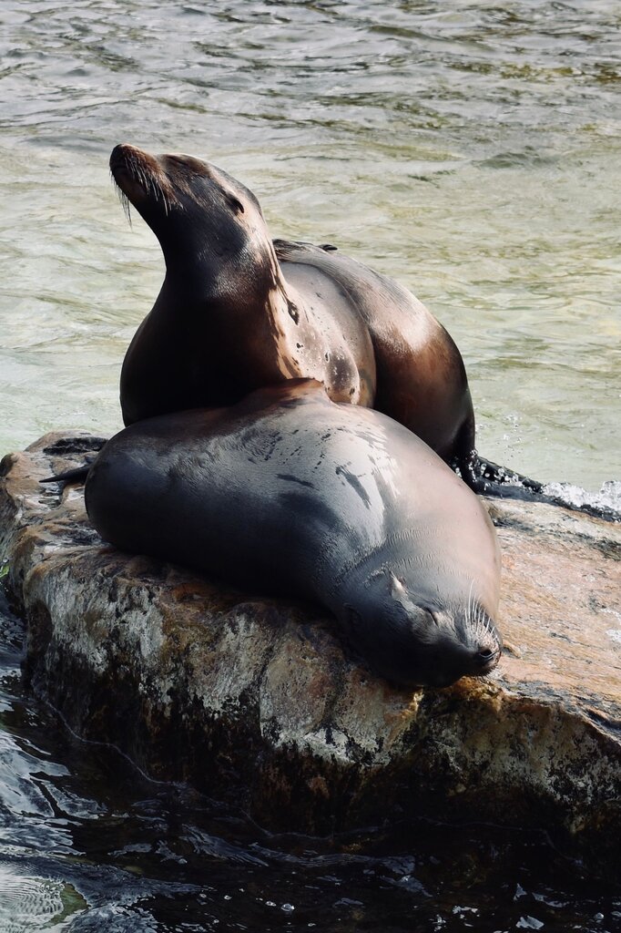 Lobos marinos