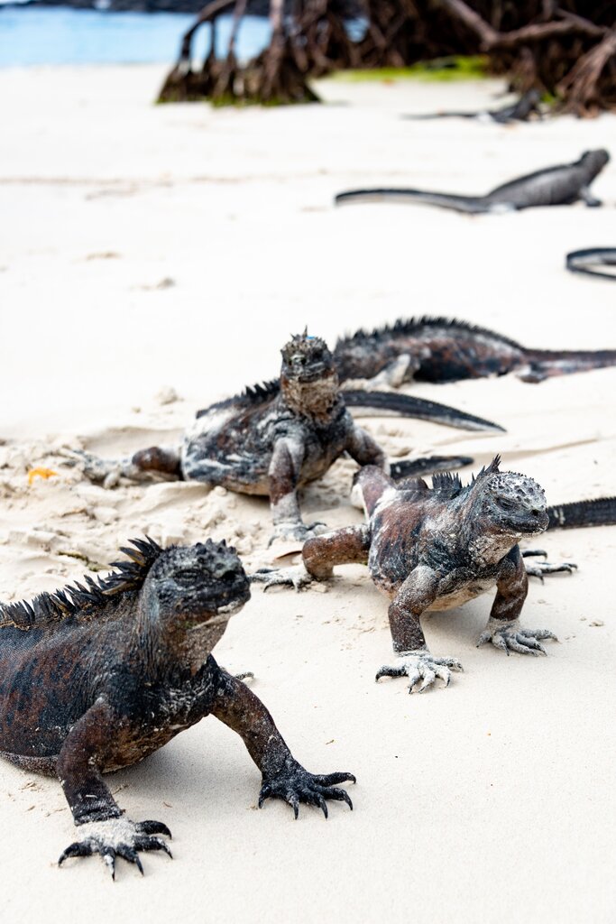 Iguana marina