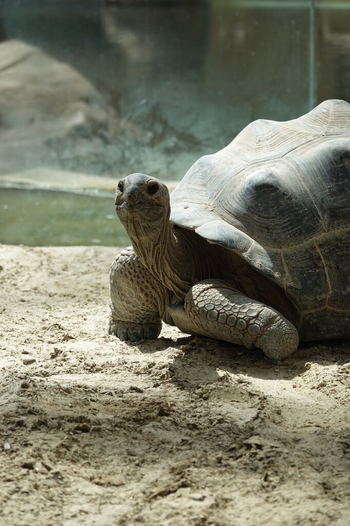 Tortuga gigante
