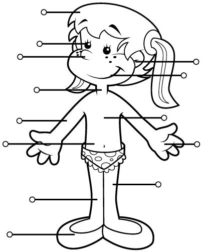 partes del cuerpo humano educacion fisica