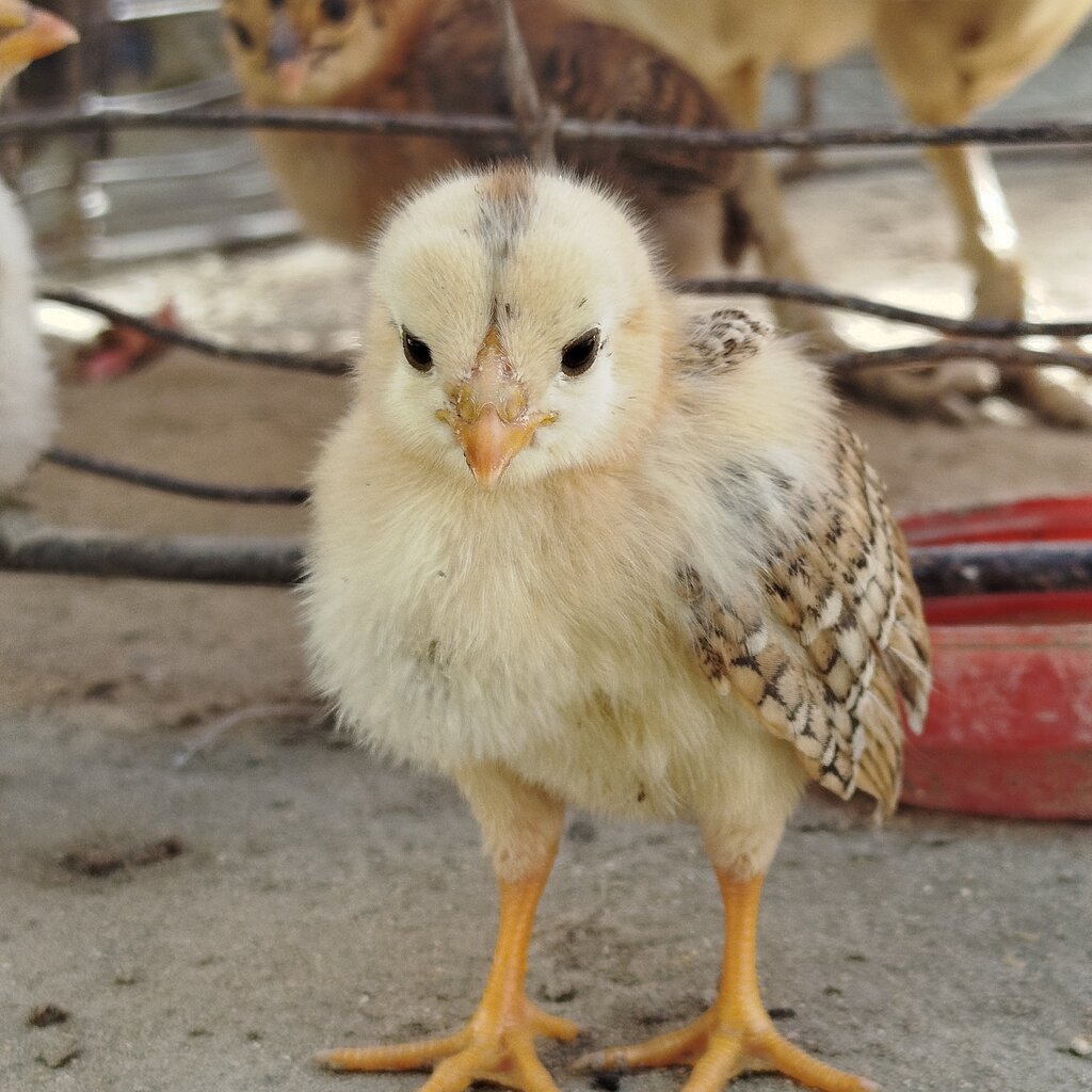 El pollito