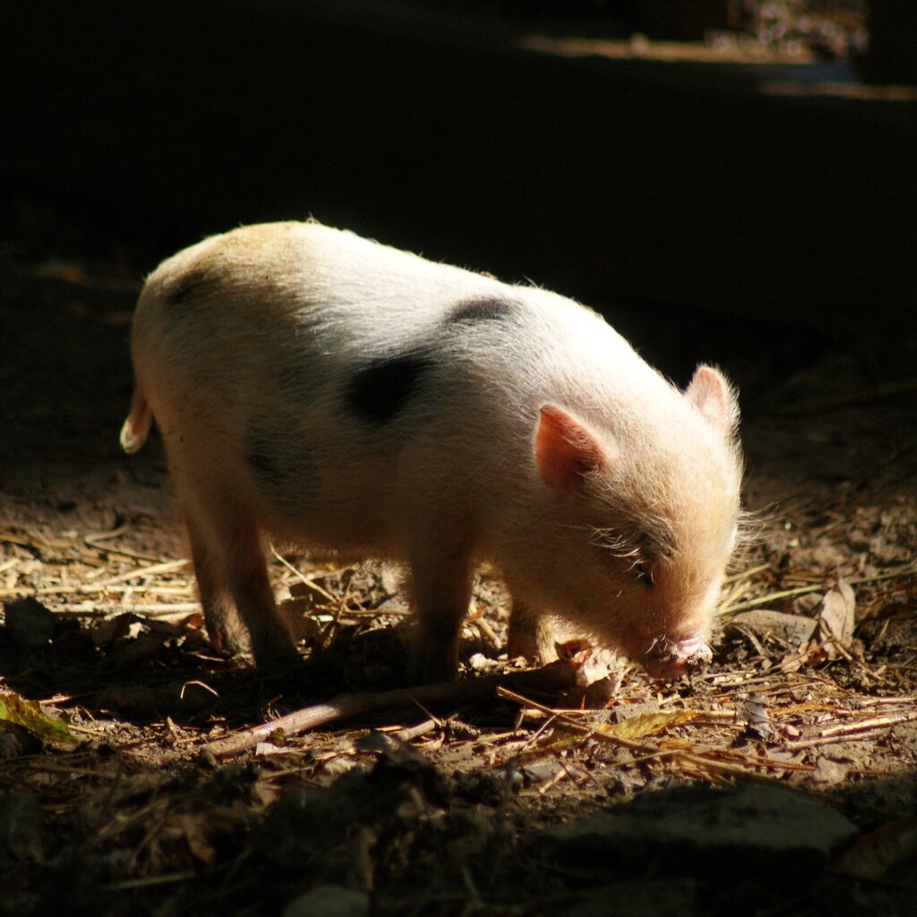 El cerdo