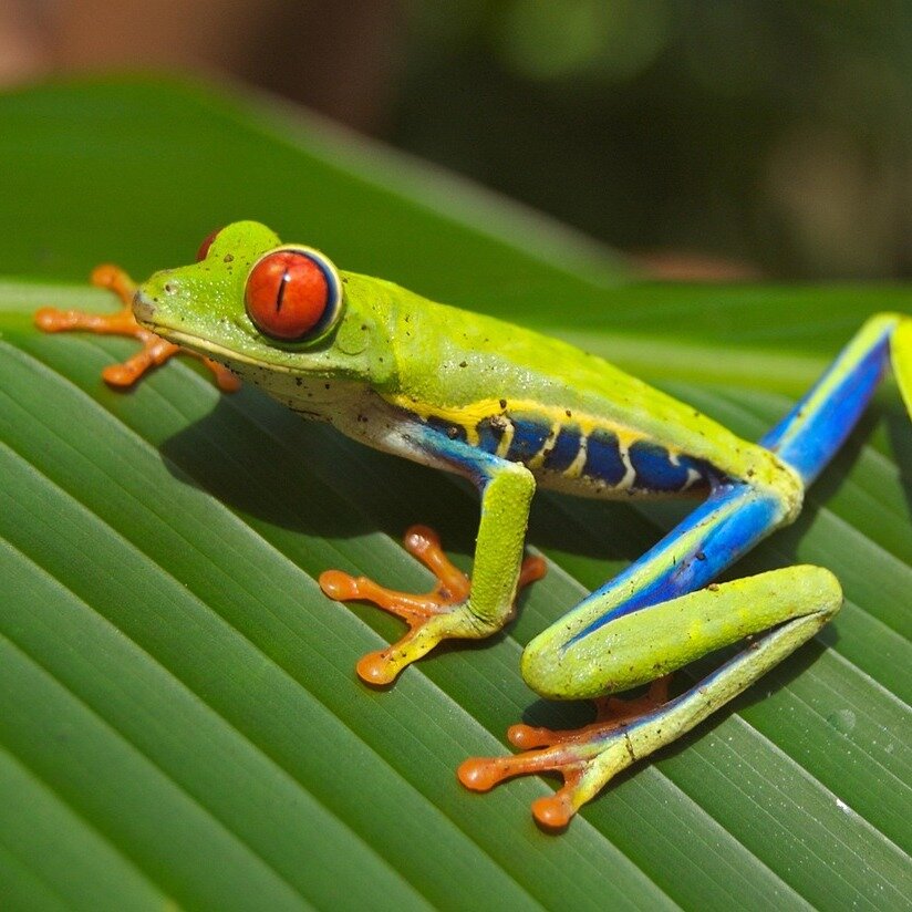 La rana
