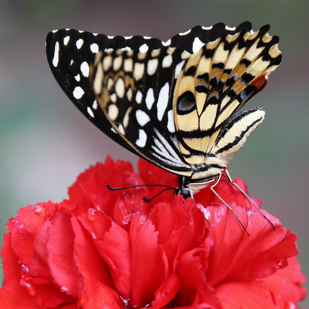 La mariposa