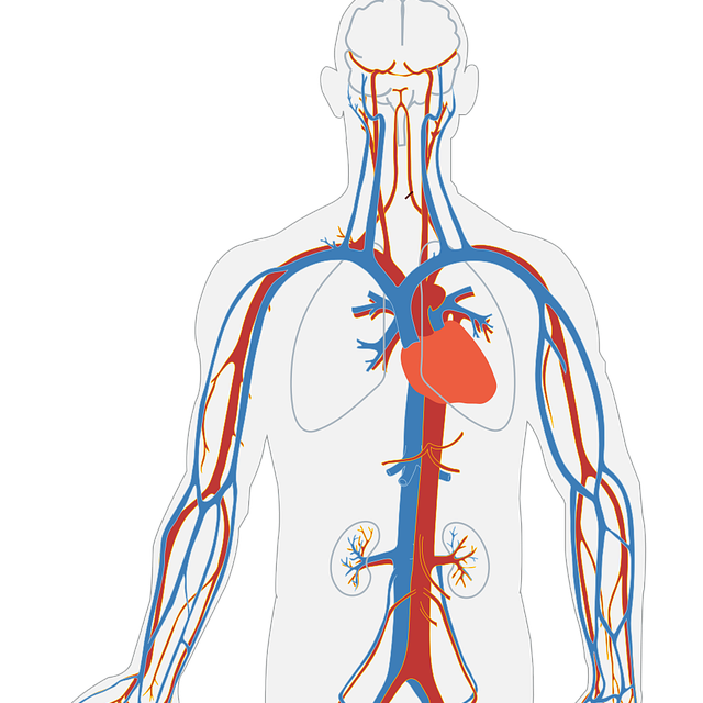¿Que aparato o sistema se encarga de que la sangre llegue a todas partes de tu cuerpo ?