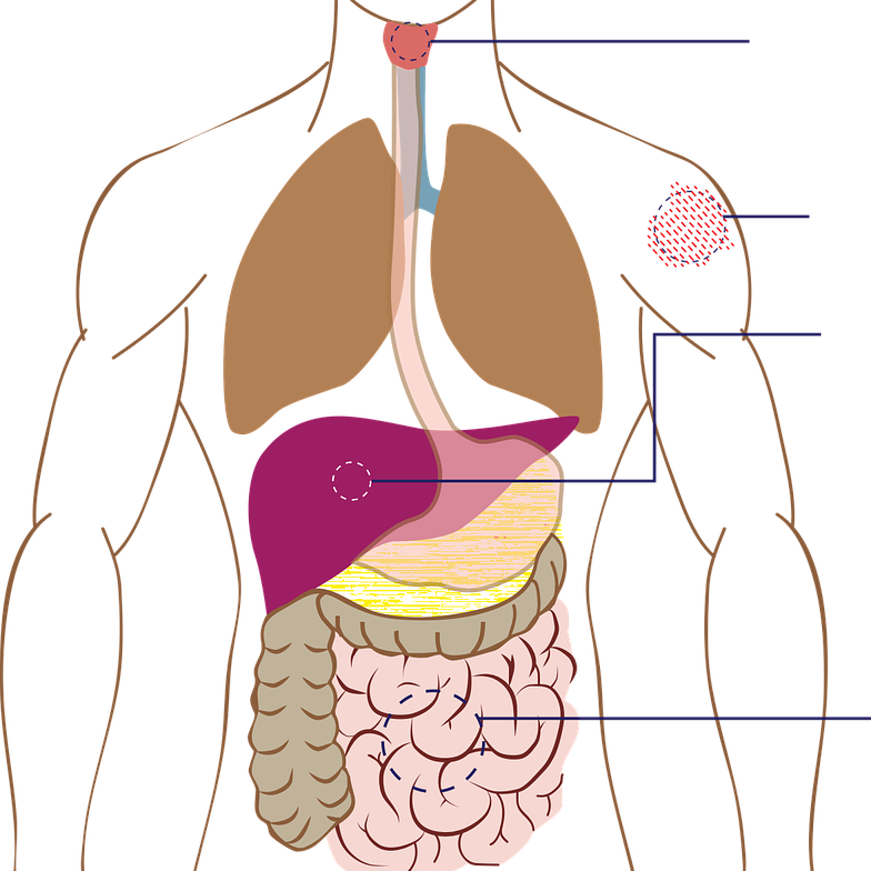 ¿Qué sistema del cuerpo se ve más afectado por el consumo prolongado de drogas estimulantes como la cocaína?  