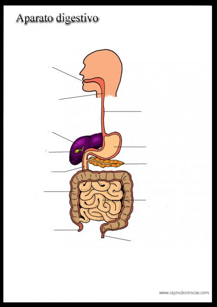 Print Map Quiz: Aparato digestivo ()