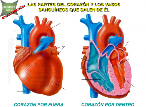 partes del corazon