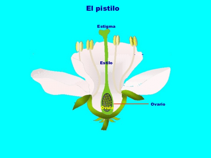 parte de la planta de estilo